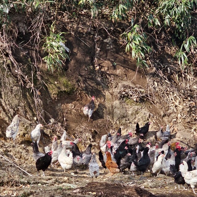 {황태란}, {청계}, {청란}, {유정란}, {청계란}, {달걀}, {청계닭}, {계란}, {자연방사유정란}, {청계알}, {1번계란}, {병아리분양}