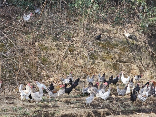 {황태란}, {청계}, {청란}, {유정란}, {청계란}, {달걀}, {청계닭}, {계란}, {자연방사유정란}, {청계알}, {1번계란}, {병아리분양}