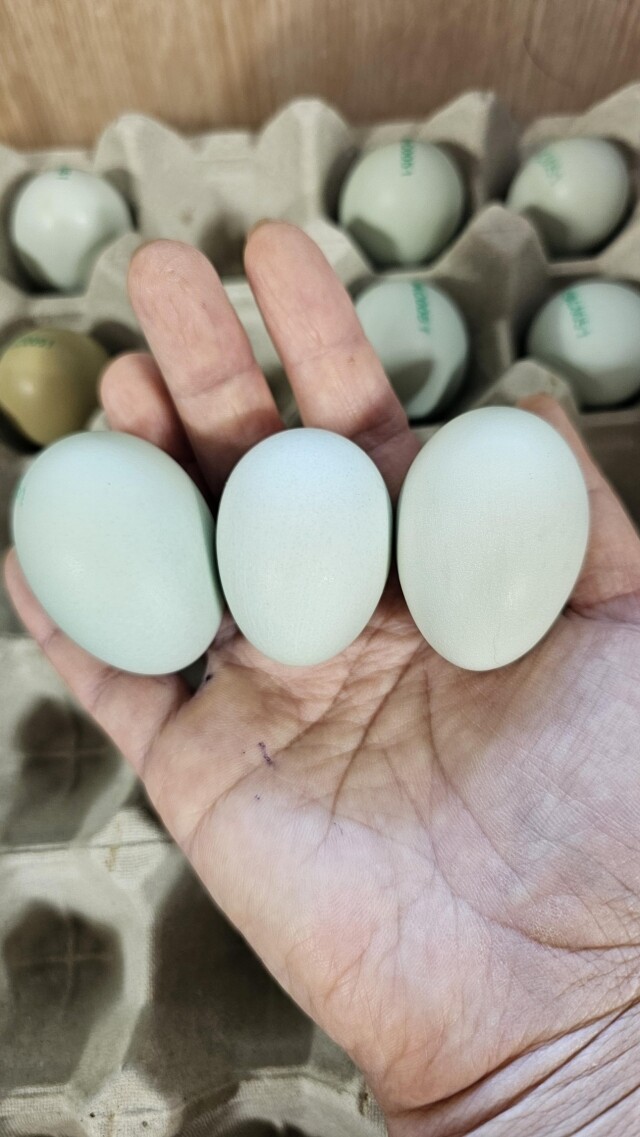 {황태란}, {청계}, {청란}, {유정란}, {청계란}, {달걀}, {청계닭}, {계란}, {자연방사유정란}, {청계알}, {1번계란}, {병아리분양}